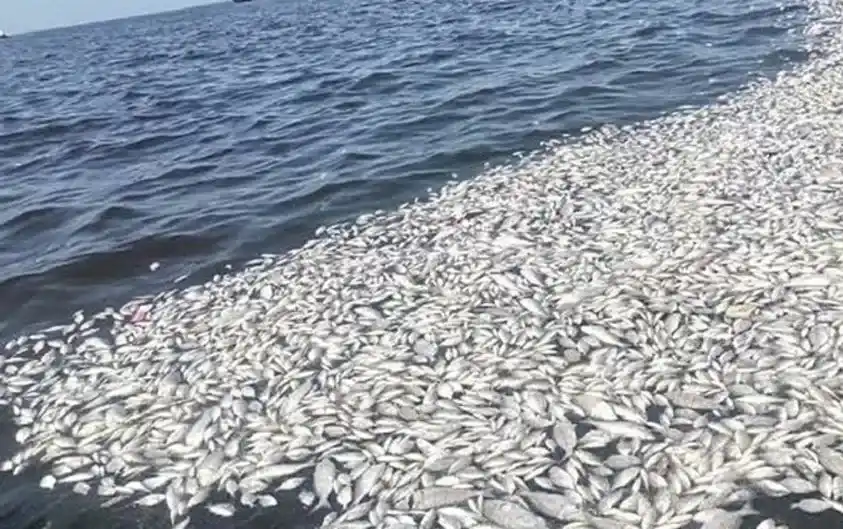 İzmir Körfezi'nde Ba...